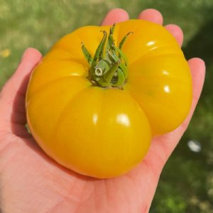 Azoychka Tomato Seeds