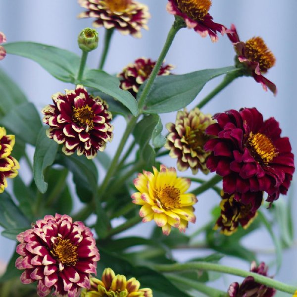 Aztec Sunset Zinnia Seeds