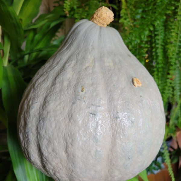 Baby Blue Hubbard Squash Seed