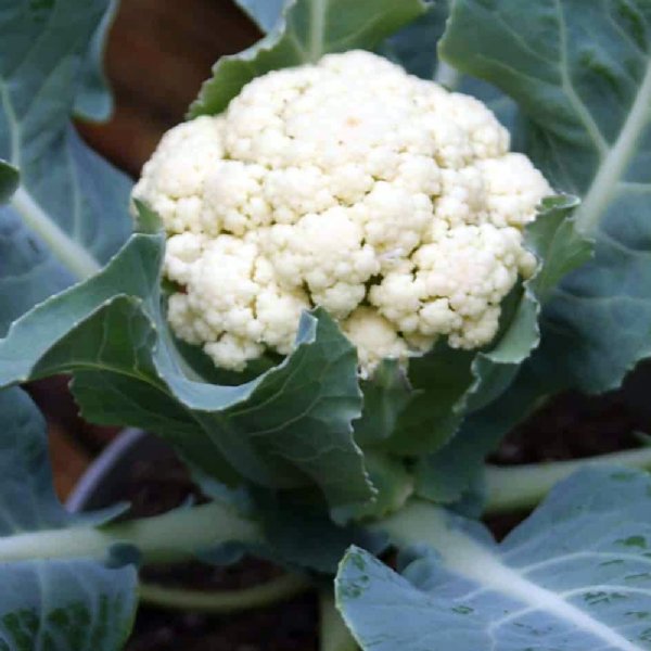 Baby Cauliflower Seed