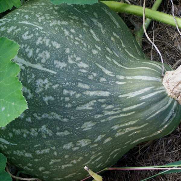 Baby Green Hubbard Squash Seed