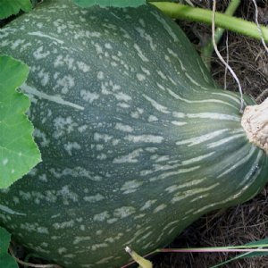 Baby Green Hubbard Squash Seed