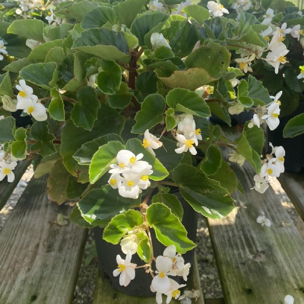 Baby Wing White Bronze Leaf Begonia Seed