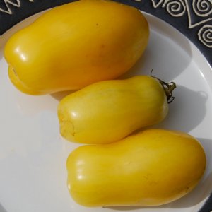 Banana Legs Tomato Seeds