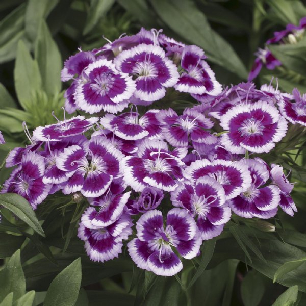 Barbarini Purple Bicolor Dianthus Seed