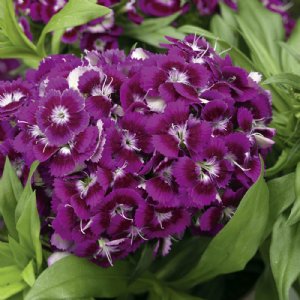 Barbarini Purple Dianthus Seed