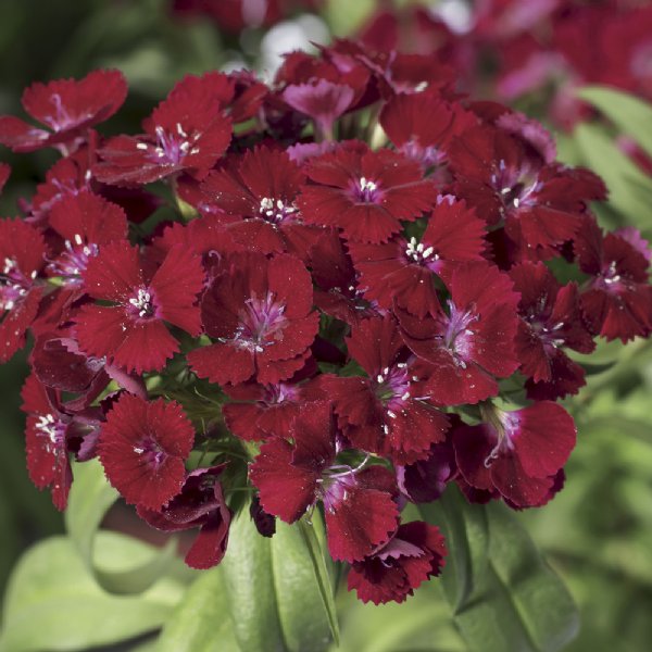 Barbarini Red Dianthus Seed