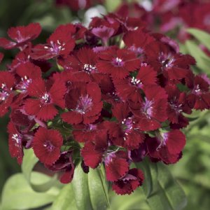 Barbarini Red Dianthus Seed