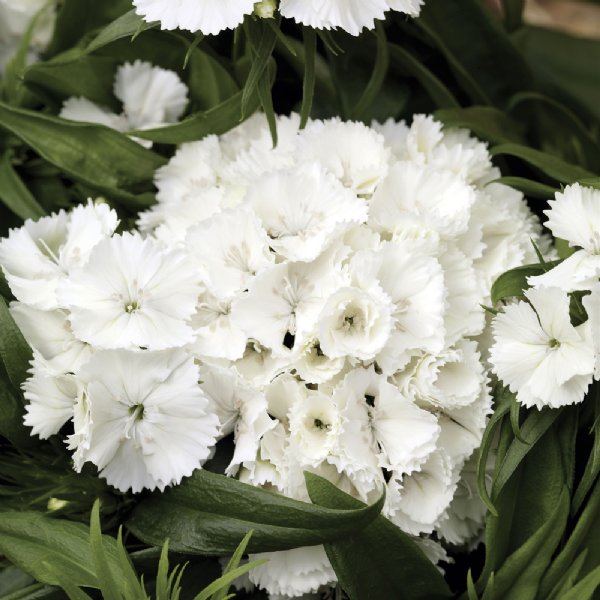 Barbarini White Dianthus Seed