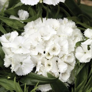 Barbarini White Dianthus Seed