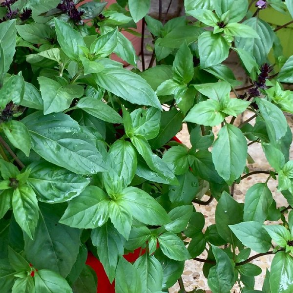 Basil Cinnamon Seed