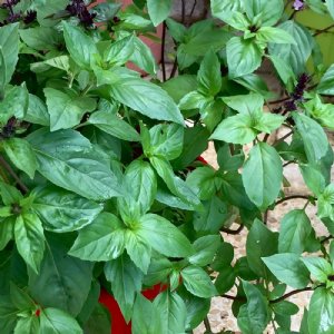 Basil Cinnamon Seed