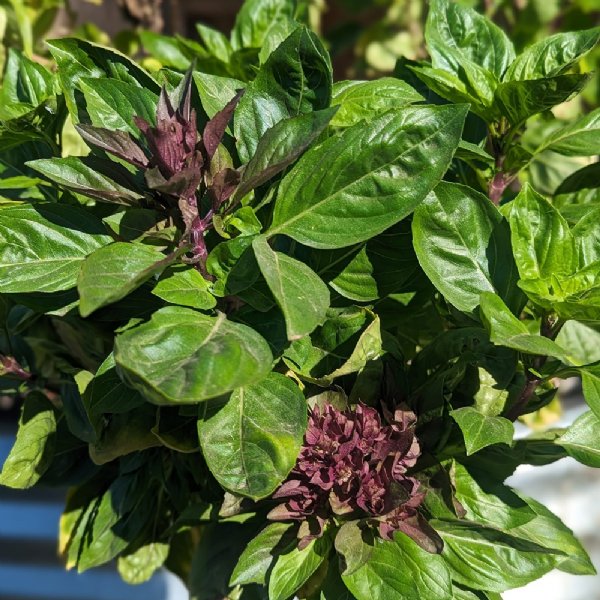 Basil Clove Scented Seed