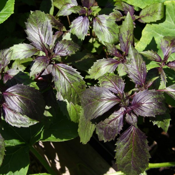 Basil Corsican Seed