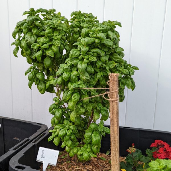 Basil Everleaf Emerald Towers Seed