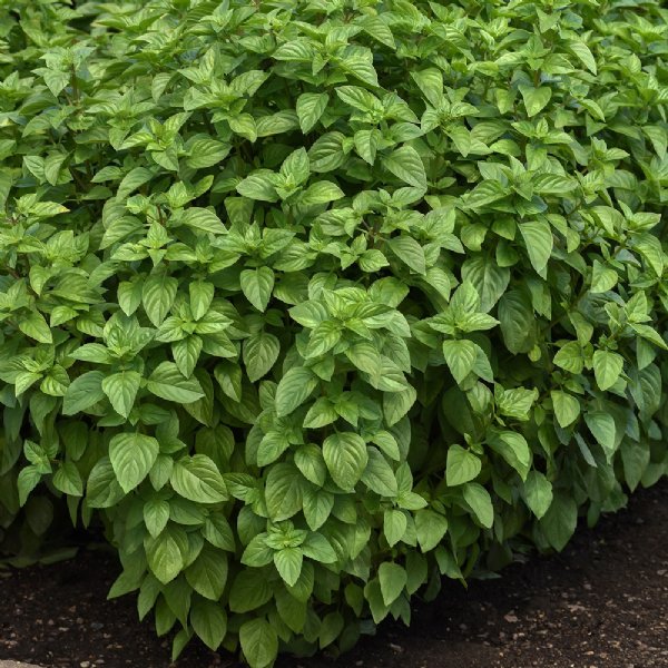 Basil Everleaf Lemon Seed