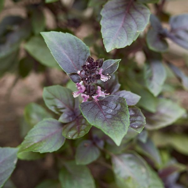 Basil Red Rubin Seed