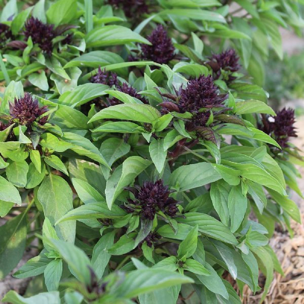 Basil Siam Queen Seed