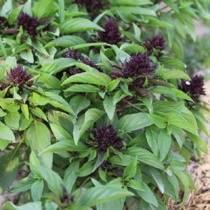 Basil Siam Queen Seed