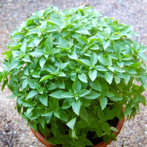 Basil Spicy Globe Seed