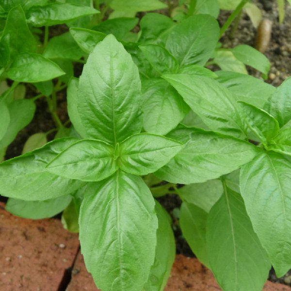 Basil Sweet Seed