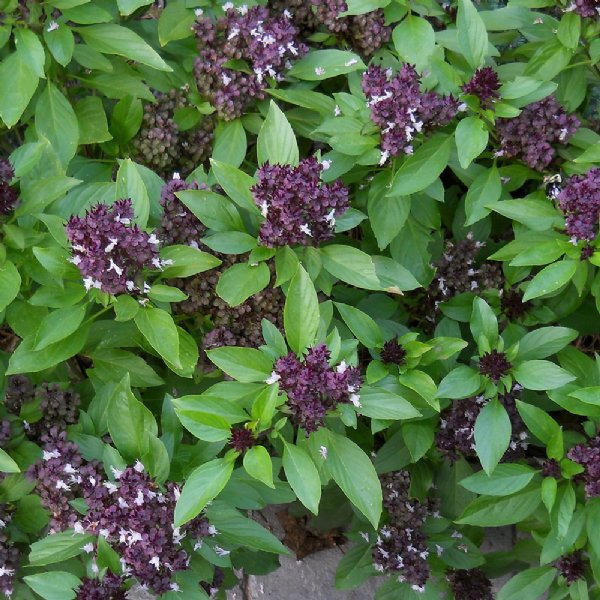 Basil Thai Seed