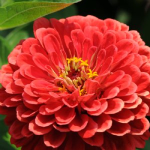 Benary's Giant Coral Zinnia Seeds