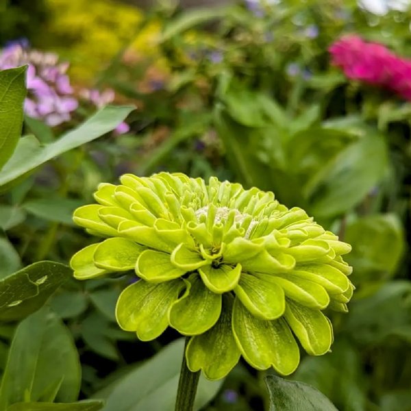 Benary's Giant Lime Zinnia Seeds