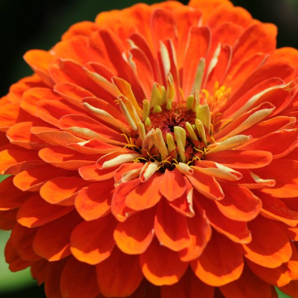 Benary's Giant Orange Zinnia Seeds