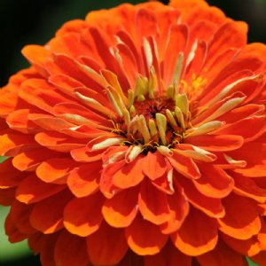 Benary's Giant Orange Zinnia Seeds