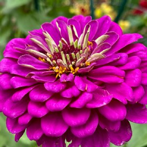 Benary's Giant Purple Zinnia Seeds