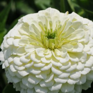 Benary's Giant White Zinnia Seeds