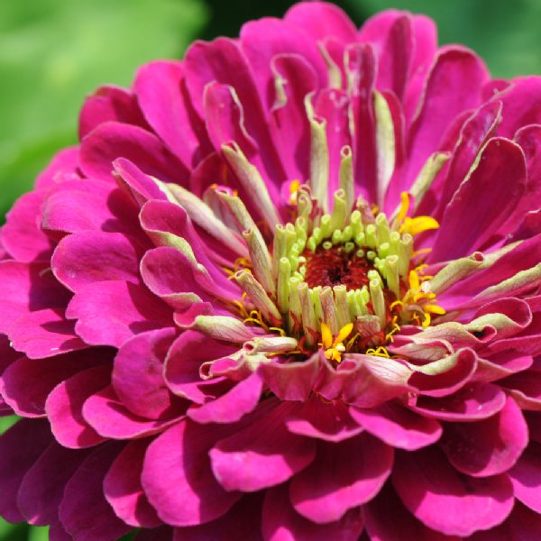 Benary's Giant Wine Zinnia Seeds