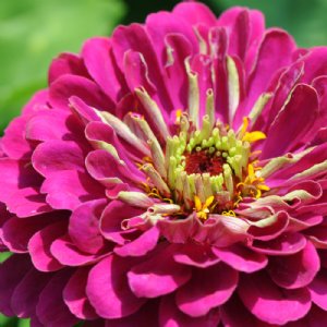 Benary's Giant Wine Zinnia Seeds