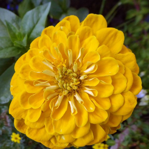 Benary's Giant Yellow Zinnia Seeds