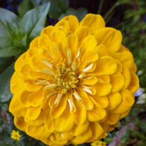 Benary's Giant Yellow Zinnia Seeds