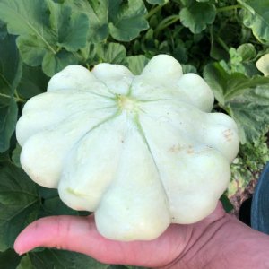 Benning's Green Tint Squash Seed