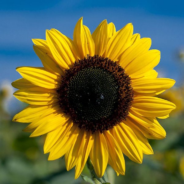 Bert Sunflower Seeds