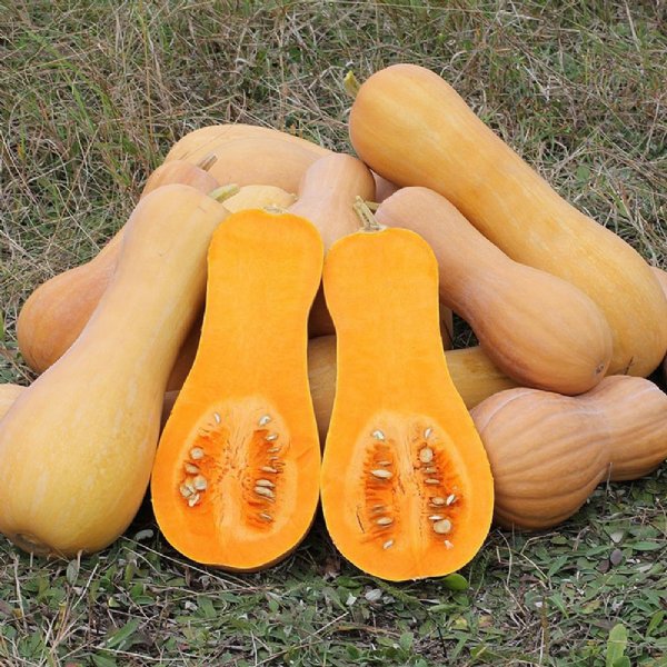 Betternut 900 Squash Seed