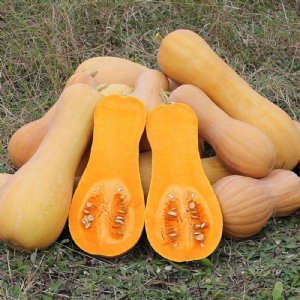 Betternut 900 Squash Seed