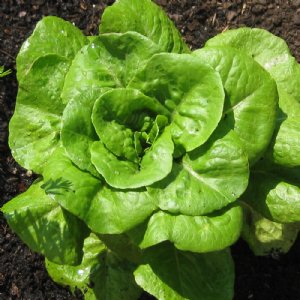 Bibb Lettuce Seed