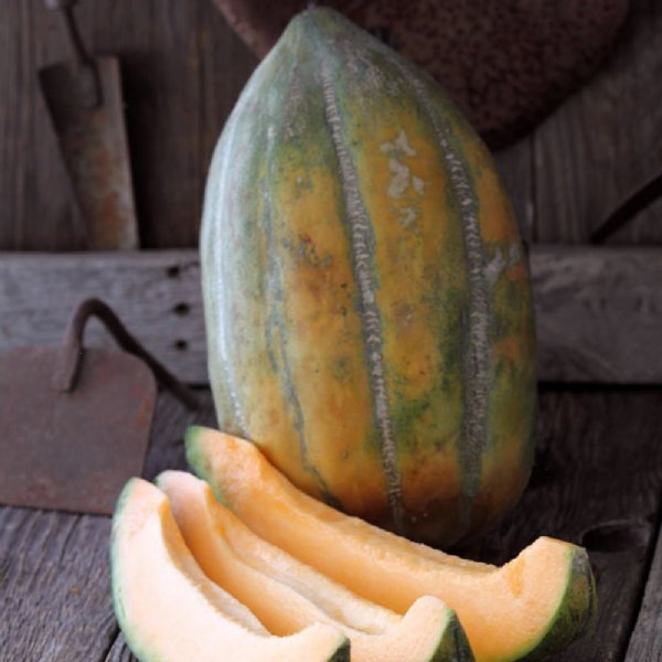 Bidwell Casaba Cantaloupe Seeds