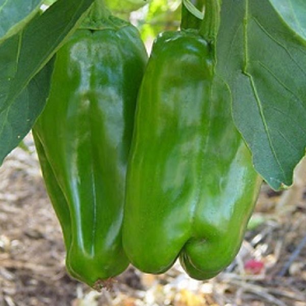 Big Bertha PS Pepper Seed