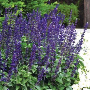 Big Blue Salvia Seed