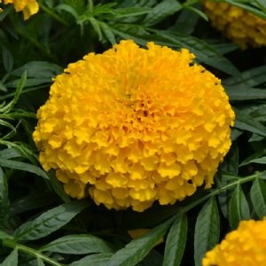 Big Duck Gold Marigold Seed