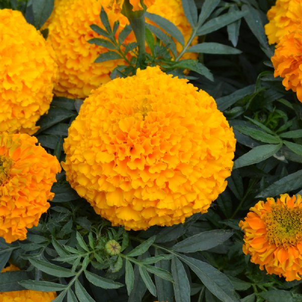 Big Duck Orange Marigold Seed