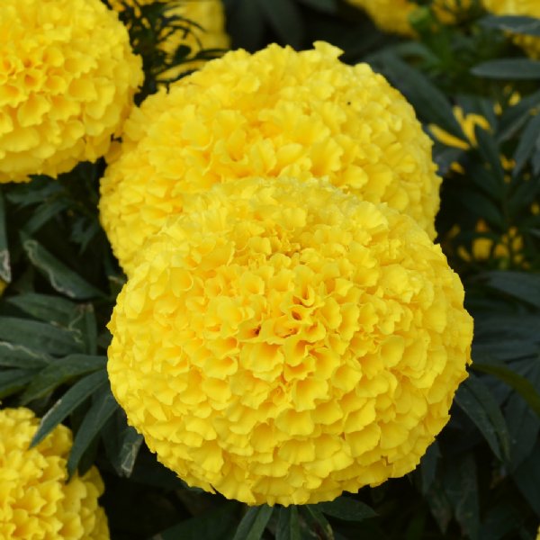 Big Duck Yellow Marigold Seed