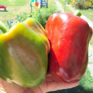 Big Red Pepper Seed