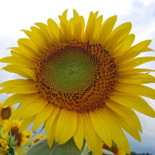 Big Smile Sunflower Seeds