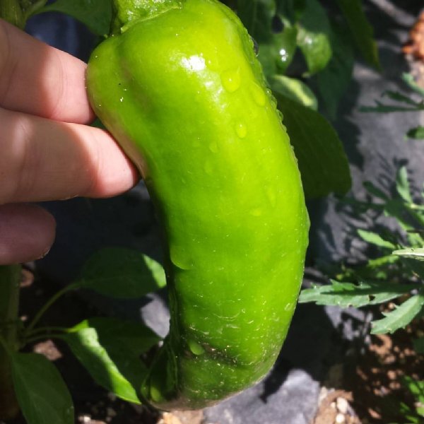 Biggie Chile Pepper Seed